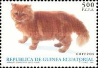 Persian (Felis silvestris catus)