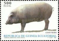 Iberico Pig (Sus scrofa domestica)