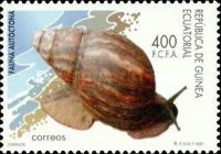 Giant African Snail (Achatina fulica)