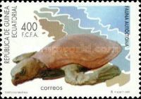 Green Sea Turtle (Chelonia mydas)