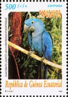 Hyacinth Macaw (Anodorhynchus hyacinthinus)