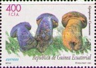 Gyroporus cyanescens