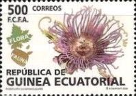 Passiflora quadrangularis