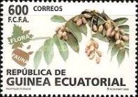 Pachylobus edulis