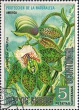 Catasetum atratum
