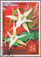 Angraecum sesquipedale