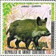 Wild Boar (Sus scrofa)
