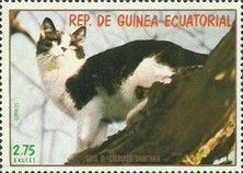 Domestic Cats (Felis silvestris catus)