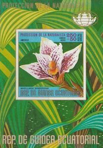 Maxillaria sanderiana