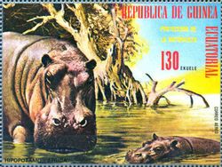Hippopotamus (Hippopotamus amphibius)