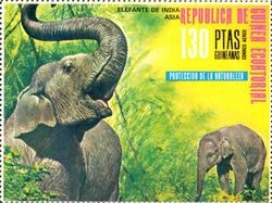 Asian Elephant (Elephas maximus)
