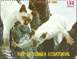Chocolate-Point Siamese (Felis silvestris catus)