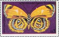 Superb Numberwing (Catagramma excelsior)