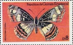Map Butterfly (Araschnia levana)