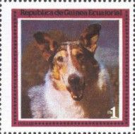 Collie (Canis lupus familiaris)