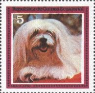Lhasa Apso (Canis lupus familiaris)