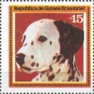 Dalmatian (Canis lupus familiaris)
