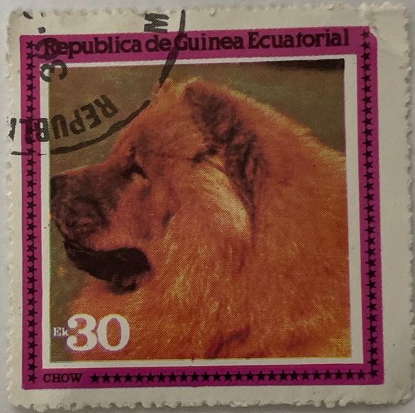 Chow Chow (Canis lupus familiaris)