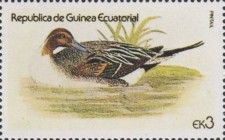 Northern Pintail (Anas acuta)