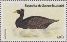Surf Scoter (Melanitta perspicillata)