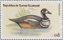 Harlequin Duck (Histrionicus histrionicus)