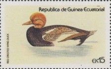 Red Crested Wing Duck (Aythya americana)