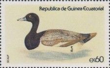 Greater Scaup [Aythya marila)