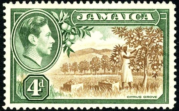 Citrus grove