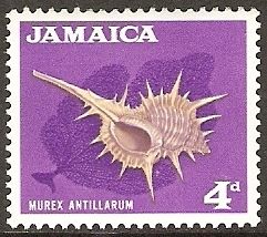 Murex (Murex antillarium)