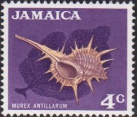 Murex (Murex antillarum)