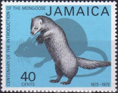 Mongoose (Family Herpestidae)