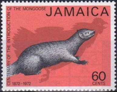 Mongoose (Family Herpestidae)
