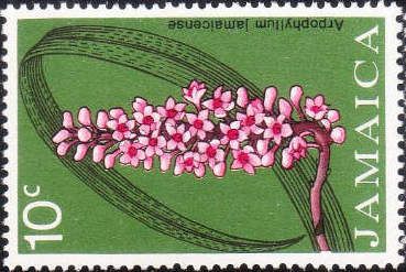 Arpophyllum jamaicense