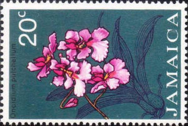 Oncidium pulchellum