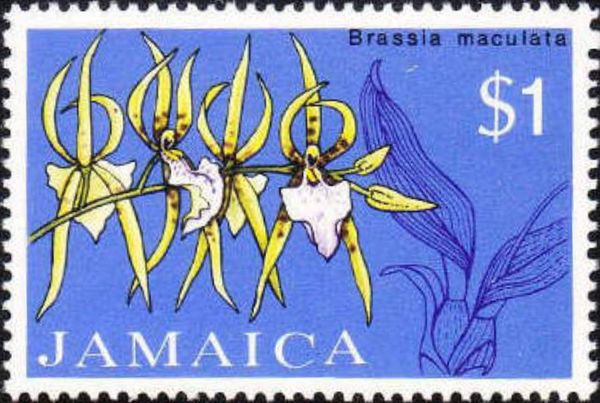 Brassia maculata