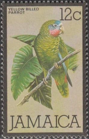 Yellow-billed Parrot (Amazona collaria)