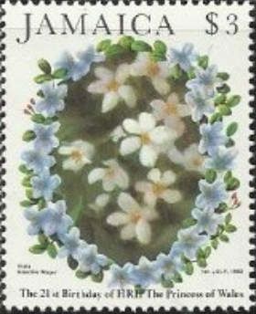Viola gracilis major