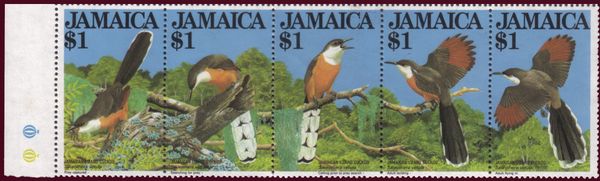 Jamaican Lizard Cuckoo (Saurothera vetula)