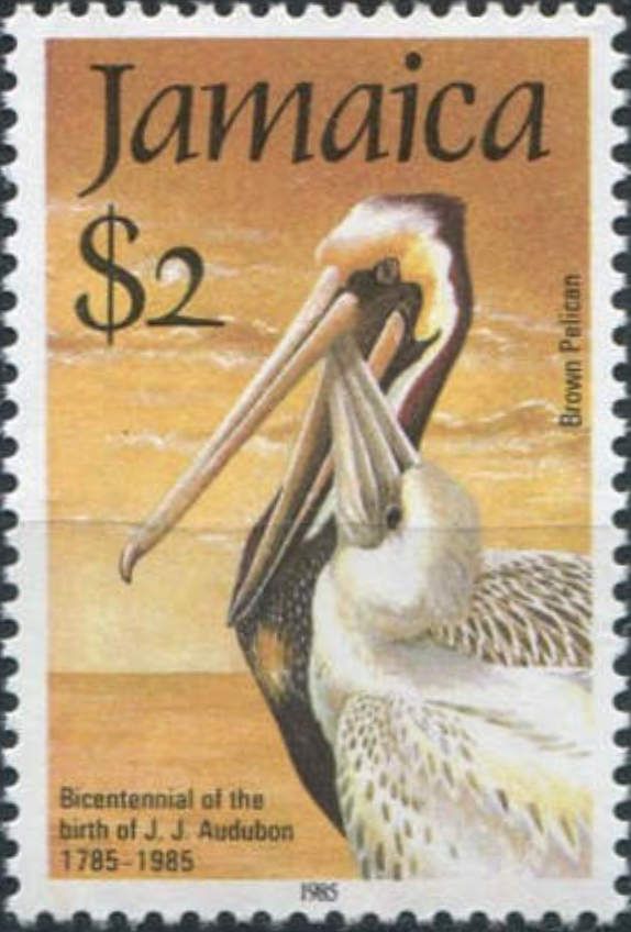 Brown Pelican (Pelecanus occidentalis)