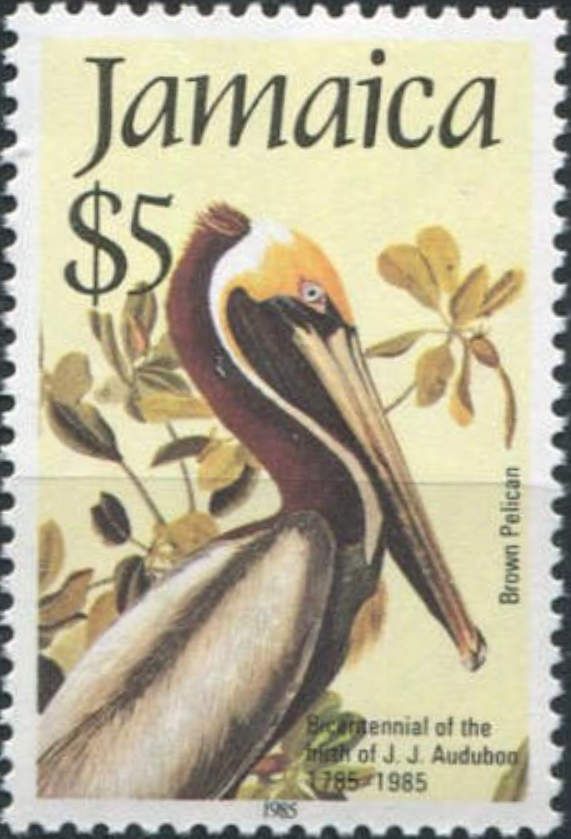 Brown Pelican (Pelecanus occidentalis)