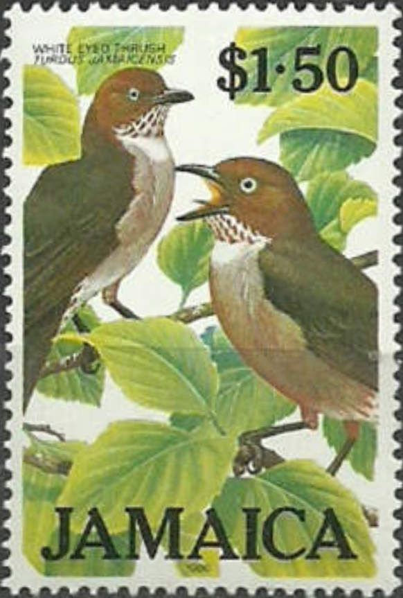 Whte-eyed Trush (Turdus jamaicensis)