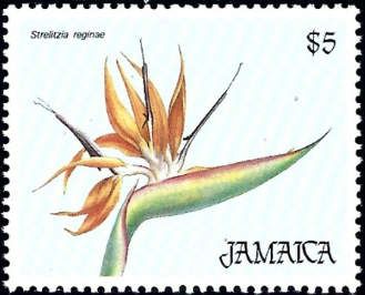 Strelitzia reginae