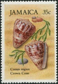 Crown Cone (Conus regius)