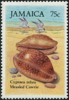 Measled Cowrie (Cypraea zebra)