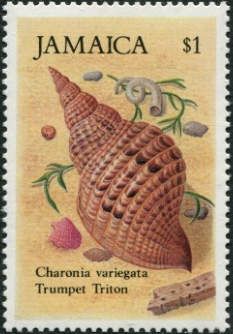 Trumpet Triton (Charonia variegata)