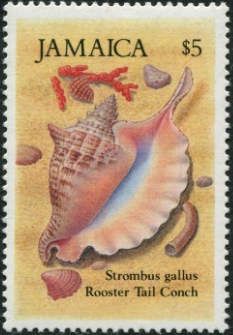 Rooster-tailed Conch (Strombus gallus)