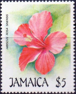 Hibiscus rosa-sinensis