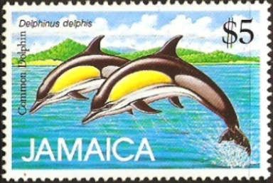 Common Dolphin (Delphinus delphis)