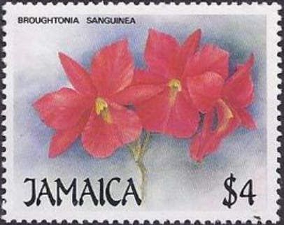 Broughtonia sanguinea