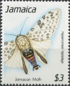 Moth (Hypercompe nigriplaga)